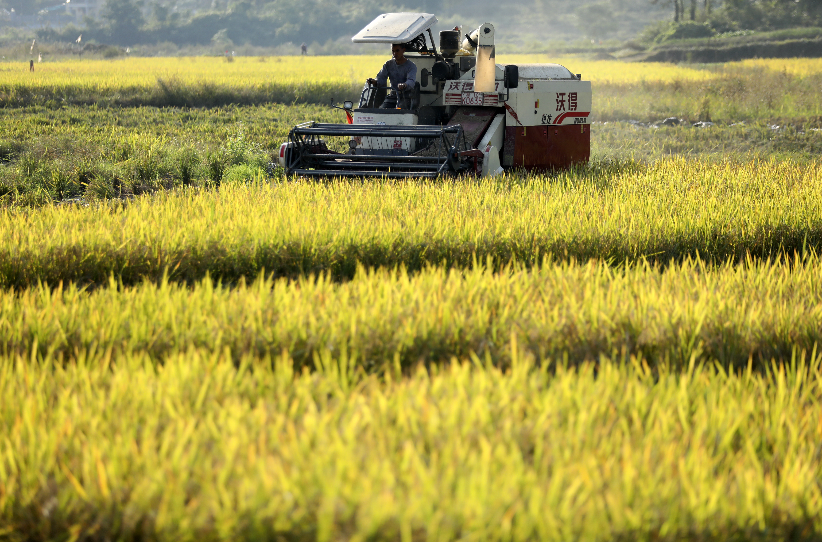 中国、23年も食糧の豊作実現 写真1枚 国際ニュース:AFPBB News