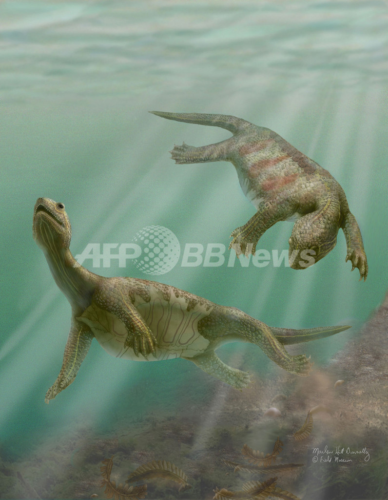 カメの 甲羅 は肋骨と背骨が発達した結果 中国研究 写真1枚 国際ニュース Afpbb News