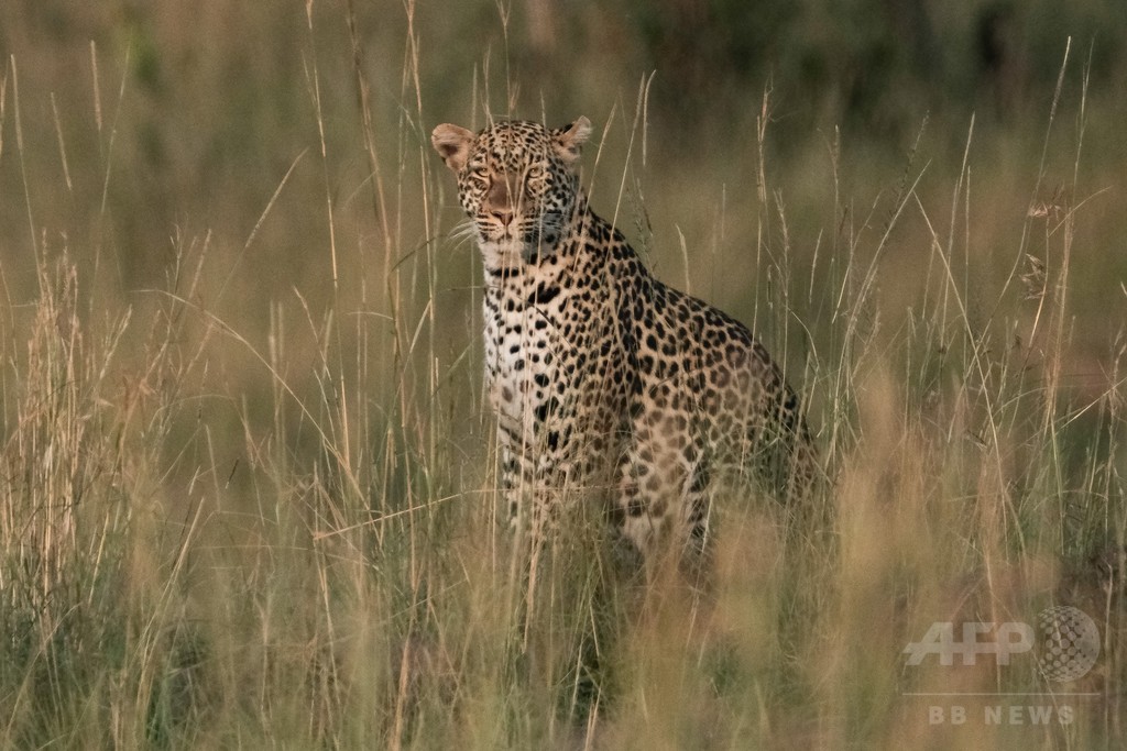 ヒョウが3歳児連れ去り食べる 捕獲作戦続く ウガンダ 写真1枚 国際ニュース Afpbb News