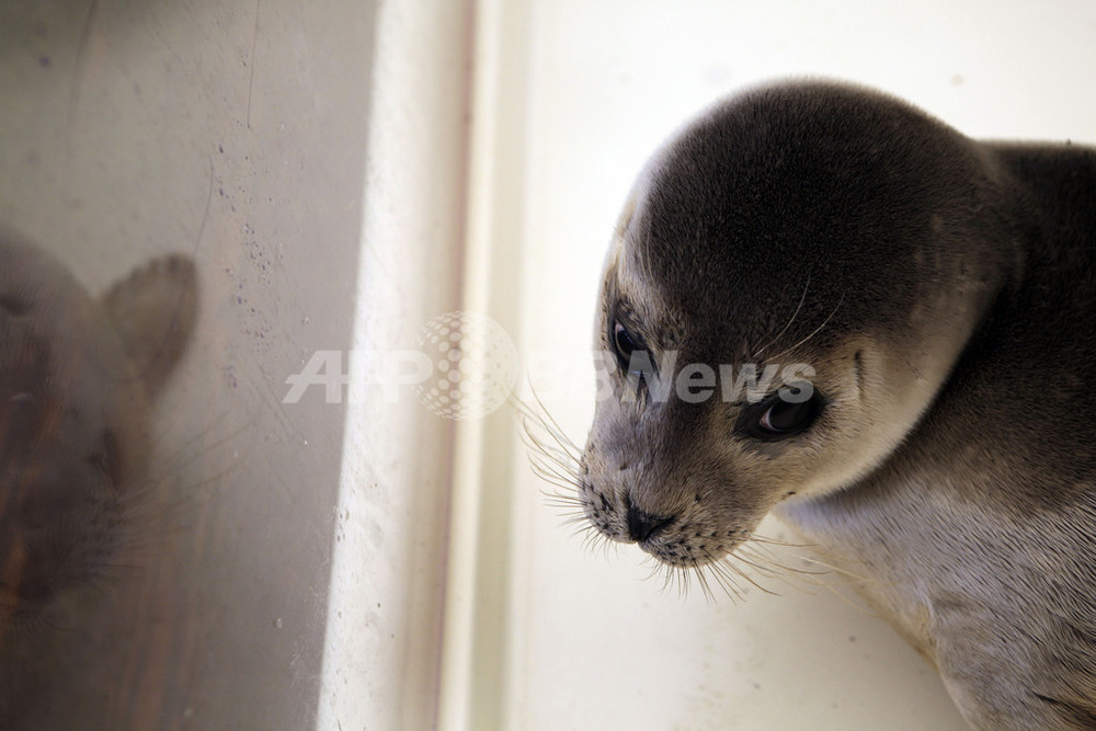 アザラシ350頭が嵐で座礁、保護センターが救助 オランダ 写真18枚 国際