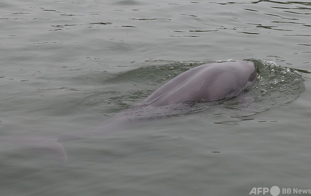 水中のパンダ スナメリにタチウオ 禁漁政策 の中国 長江で希少生物が増加 写真1枚 国際ニュース Afpbb News