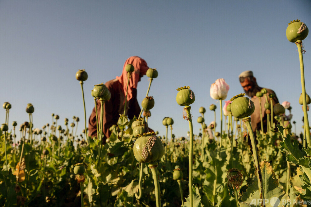 アフガンのケシ栽培、大幅拡大 国連報告書 写真3枚 国際ニュース：AFPBB News