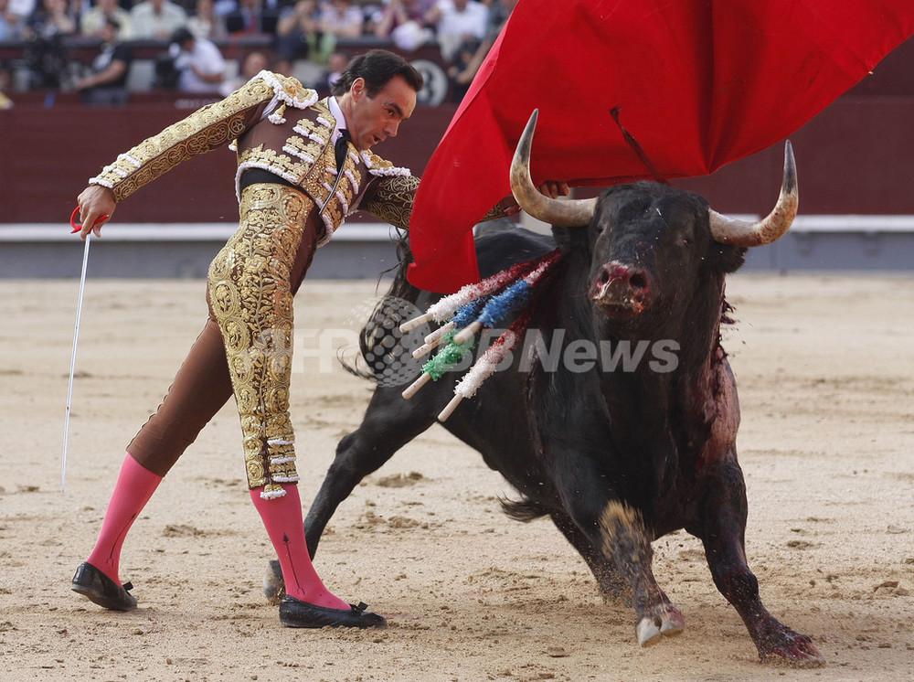 闘牛のクローンに初成功 スペイン 写真1枚 国際ニュース Afpbb News