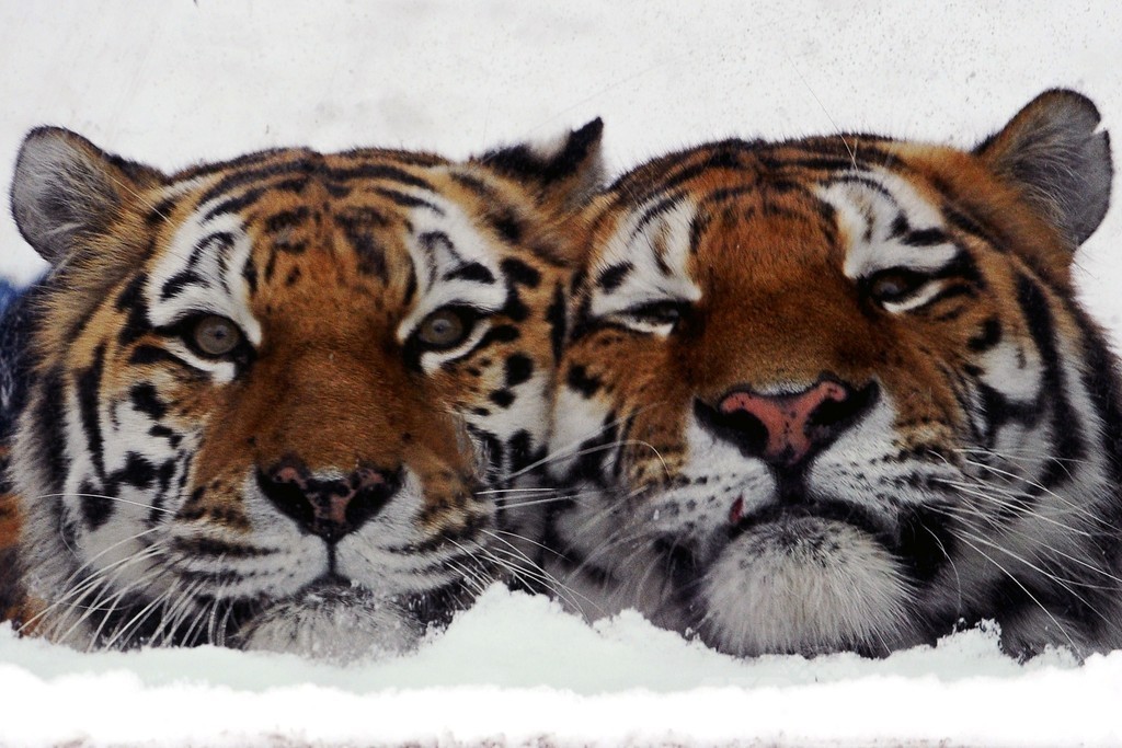 恋人？きょうだい？仲良しアムールトラ、露