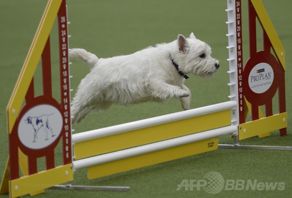 犬の機敏さ競う「アジリティ」選手権、NYで開催