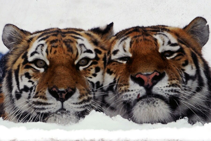 恋人？きょうだい？仲良しアムールトラ、露