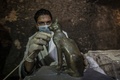 エジプトの古代都市サッカラの発掘現場で新たに発見された猫の銅像をクリーニングする考古学者（2018年11月10日撮影）。(c)KHALED DESOUKI / AFP