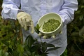 スリランカ・アハンガマの「バージンホワイト」ティーを生産している茶園の作業の様子（2021年8月6日撮影）。(c)Ishara S. KODIKARA / AFP