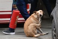 インドの首都ニューデリーの野良犬（2023年8月4日撮影）。(c)Money SHARMA / AFP