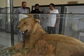 ジャハンギール・カーン・ジャドゥーンさん（左）。パキスタン・パンジャブ州パトキにある動物剥製博物館にて（2021年6月10日撮影）。(c)Aamir QURESHI / AFP