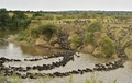 2015年の大移動で川を渡るヌーの群れ。(c)AFP/CARL DE SOUZA
