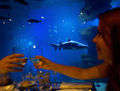スペインのパルマデマジョルカ（Palma de Mallorca）にあるパルマ水族館（Palma Aquarium）で、欧州域内で最も水深のあるサメの水槽「ビッグ・ブルー（Big Blue）」の前でディナーを楽しむ人たち（2013年7月18日撮影）。(c)AFP/JAIME REINA
