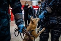 ロシアのアエロフロート・ロシア航空が行っているコロナ探知犬の訓練。モスクワ・シェレメチェボ空港で（2020年10月9日撮影）。(c)Dimitar DILKOFF / AFP