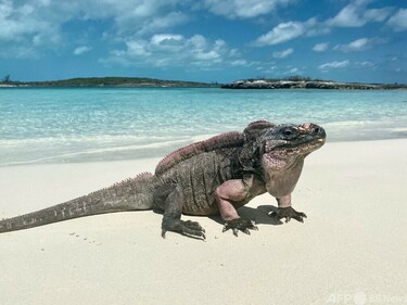 エコツーリズムでイグアナが高血糖に 研究 写真3枚 国際ニュース 