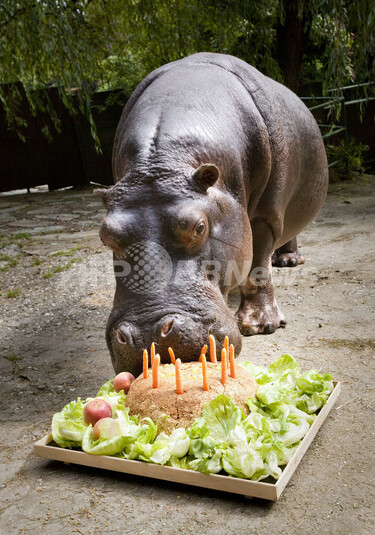 50歳になったカバに野菜のケーキをプレゼント、ドイツ 写真2枚 国際