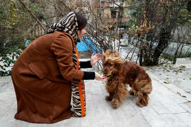 イラン ペット 犬