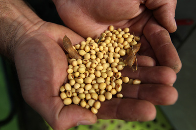 「遺伝子ハッキング」の「近道作用」で作物の生産量40％増、論文