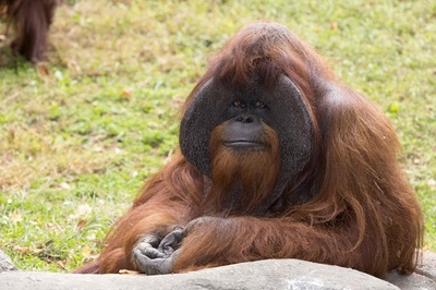 手話できるオランウータン「チャンテック」死ぬ、39歳 米動物園