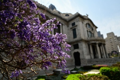 メキシコ市彩るジャカランダ 1世紀前に日本人造園家が導入