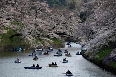 東京都心で桜が満開、名所に大勢の観光客