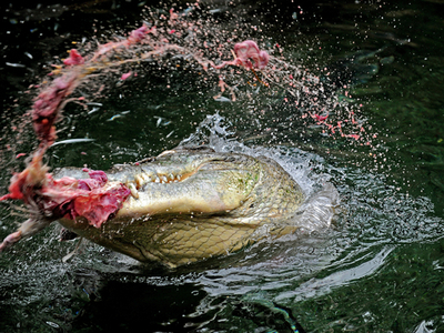 迫力満点、ワニの公開餌付け シドニー