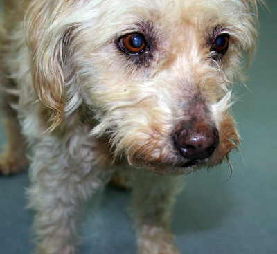 9年間行方不明の犬が飼い主と感動の再会へ