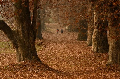 晩秋の彩り インドの庭園に枯れ葉のじゅうたん