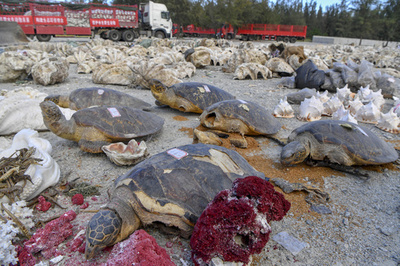 ウミガメ標本、シャコガイなど40トン押収、廃棄 海南