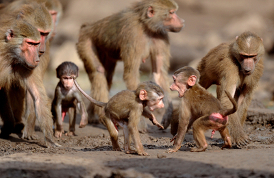 増え続けて130匹！マントヒヒのベビーブームが動物園の頭痛の種に