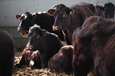 迷い牛を車ではねて捕獲、英警察の対応に物議