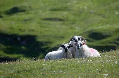 相続税が払えない！英伯爵、先祖伝来の山を3億円で売り出す
