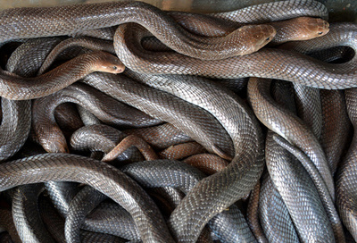 バスに箱詰めのヘビ、乗客はパニック 中国