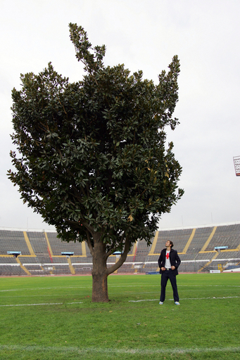 巨大モクレンの木　国立競技場のピッチに植えられる - チリ