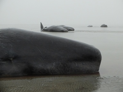 マッコウクジラ8頭打ち上げられる、ドイツ北部の海岸