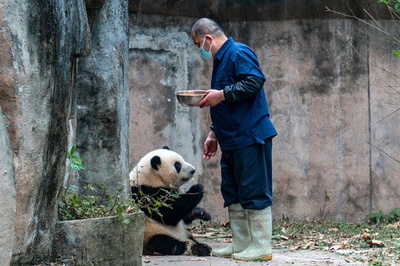 四川訛りでパンダに声をかけよう 「グオライ」
