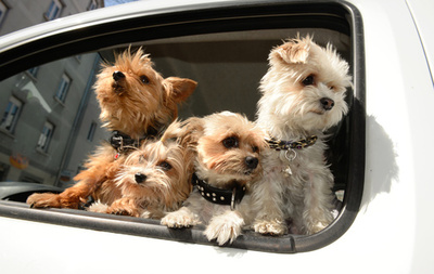 犬と人間、見つめ合いで親密に 麻布大など研究