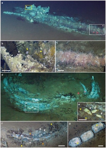世界最深海底で530万年前のクジラの化石群を発見 中国主導探査計画