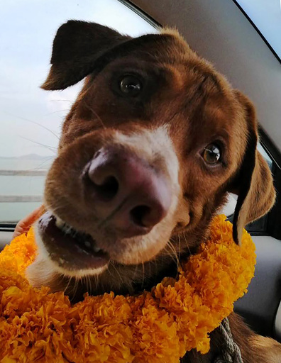 220キロ沖合で泳ぐ犬を無事救出、助けた作業員が里親に タイ