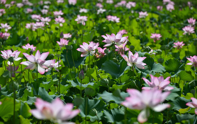 ハスが見頃、池一面が薄ピンクに 中国海南省海口市