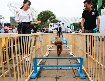 「ワンちゃんとマラソン」大会、1000匹と一緒に力走
