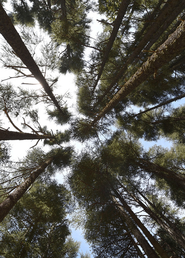 地球の樹木は3兆本、従来推定の約8倍 国際研究