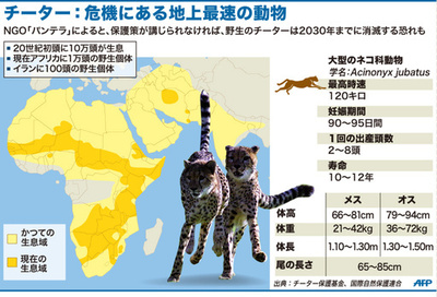 【図解】チーター：危機にある地上最速の動物