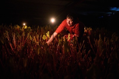 暗闇で栽培される柔らかくて甘いルバーブ 英ヨークシャー