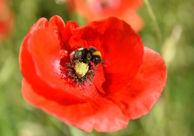 殺虫剤でハチの社会性低下、幼虫の世話せず非活動的に 研究