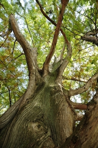 樹齢3500年の大木、薬物使用者の放火で焼失 米フロリダ州