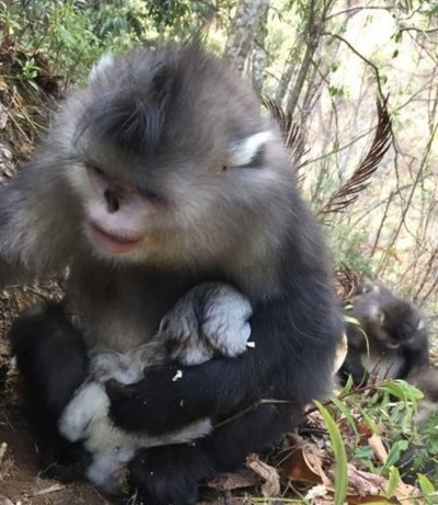 中国の「国宝」キンシコウ、赤ちゃん4匹誕生 住民も成長をサポート