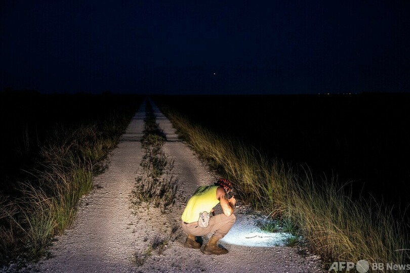 外来種のニシキヘビ駆除 退役兵らが自然保護活動 米フロリダ