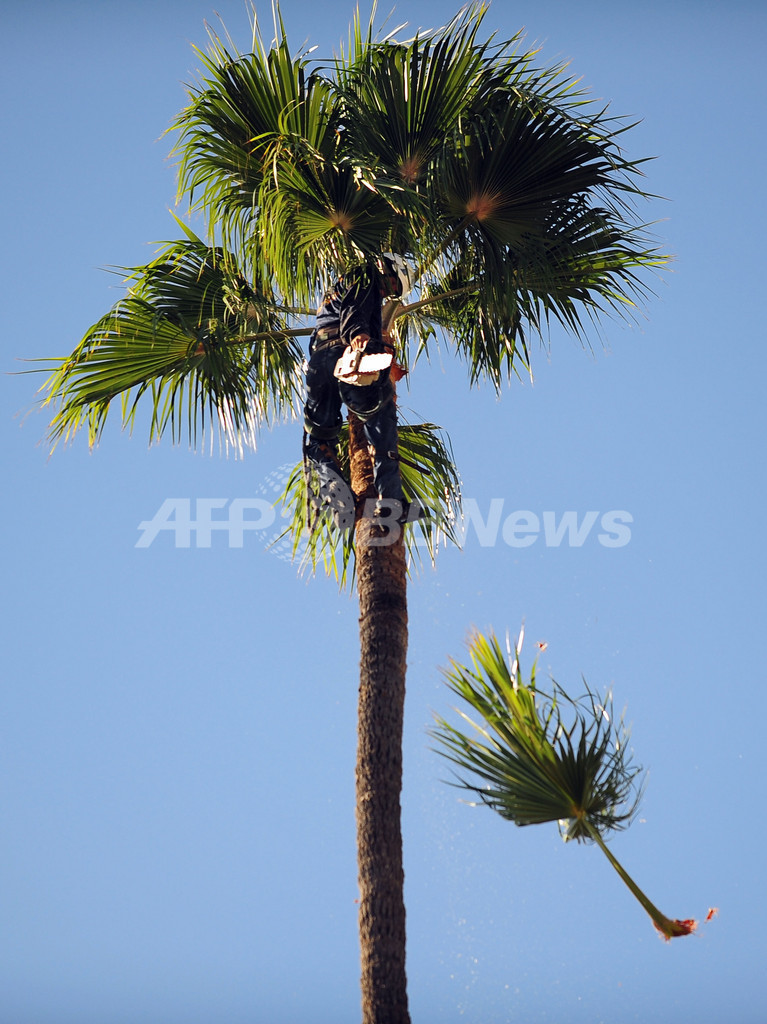 ヤシの木に登り剪定作業 サンセット大通りで 写真2枚 国際ニュース Afpbb News