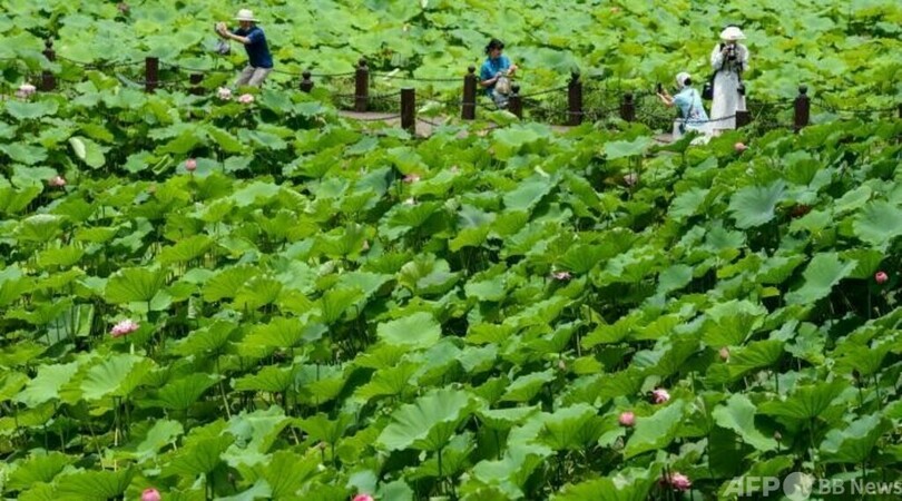 中国でハスの花が満開シーズン コロナ禍の疲れ癒やす