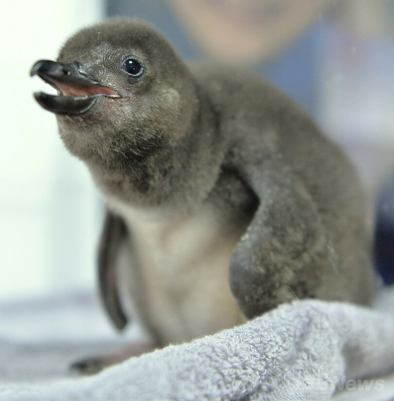 気候変動で赤ちゃんペンギン大量死 研究 写真1枚 国際ニュース Afpbb News